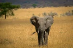 Tanzania & Zanzíbar