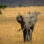 Tanzania & Zanzíbar