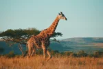Lo Mejor de Sudáfrica