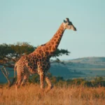 Lo Mejor de Sudáfrica